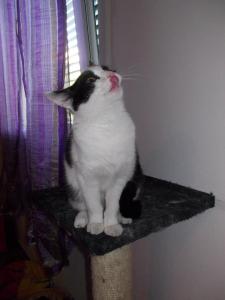 gattina abbandonata pontedera