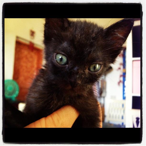 sirio .. guardate che occhi!