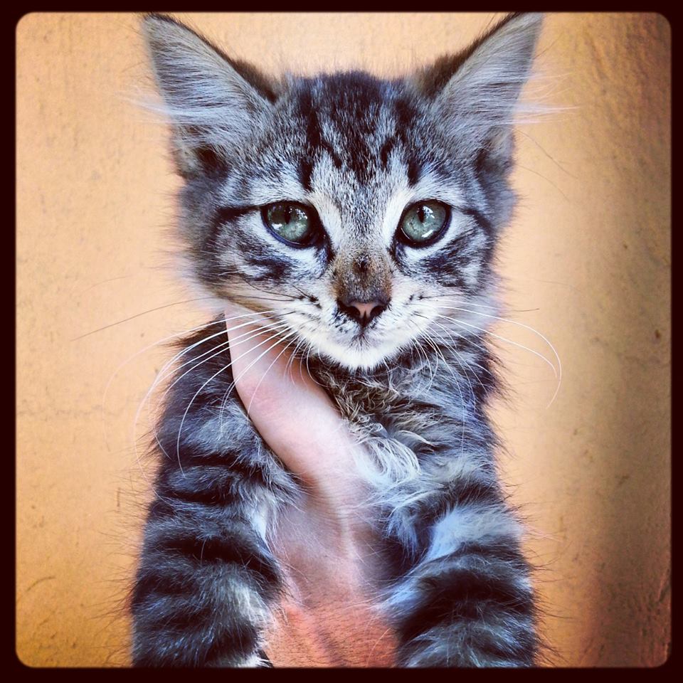 972338_10202039238445627_1234059598_n