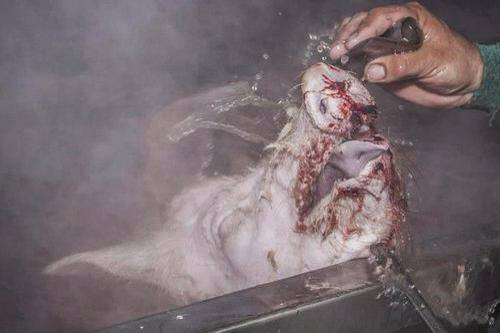 1234287_418916941548329_1523504578_n