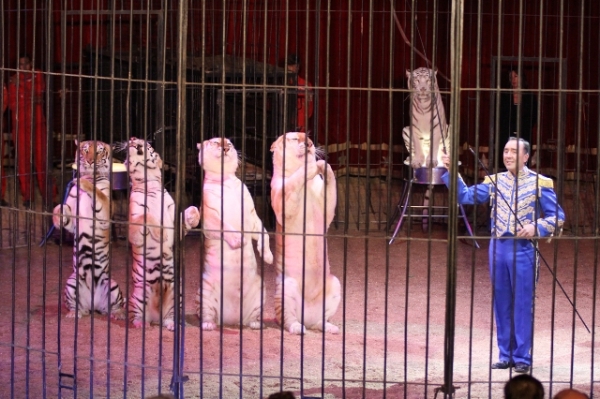 Allfred-Botour-Tigri