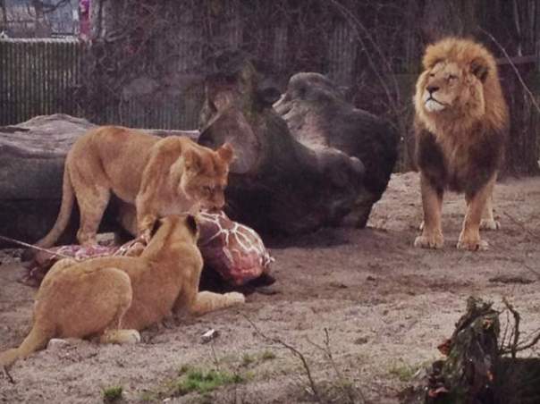 7158120-giraf-spist-af-lverne