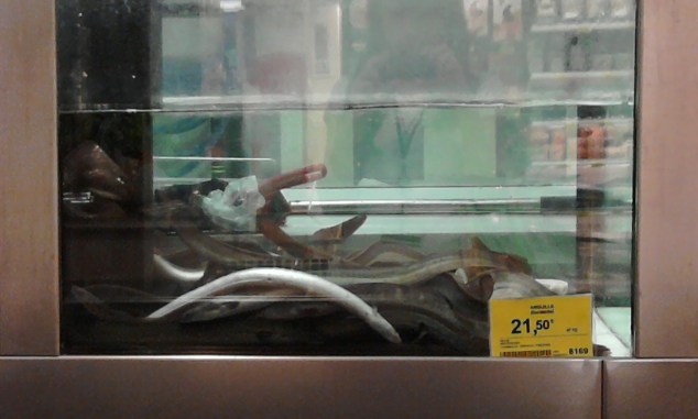 anguille morenti coop fucecchio