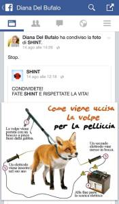 diana del bufalo facebook