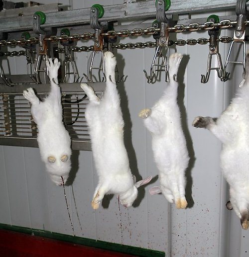 coniglio-negativo-pannello1