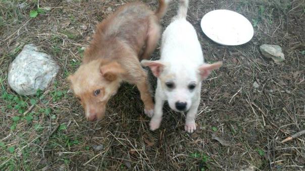 cuccioli abbandonati