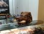 °° Porchetta Calabrese: Maiali Morti Ridicolizzati per l’Evento “L’Artigiano in Fiera”&nbsp;°°
