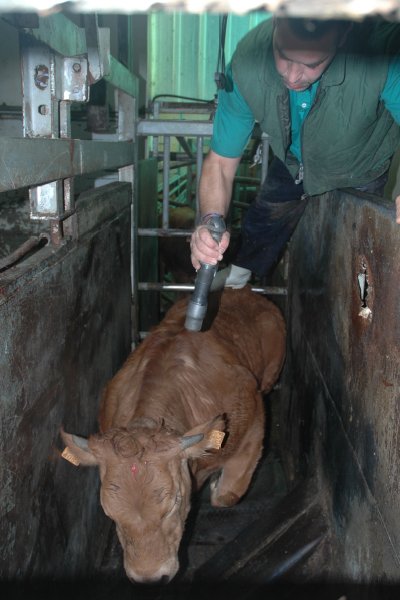 macellazione-bovini-4