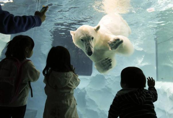epa03621286 A polar bear approaches children as it swims at Ueno Zoo in Tokyo, Japan, 13 March 2013. The bear has been classified as a vulnerable species.  EPA/KIMIMASA MAYAMA