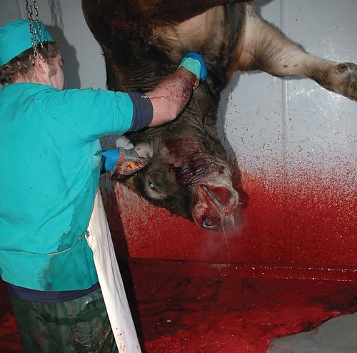 bovini-negativo-pannello3