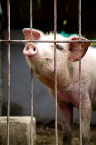 What's the Pig Deal ?