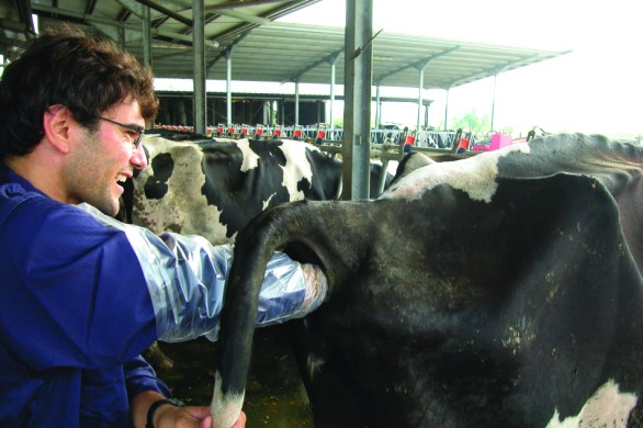 SPELTA-Atto-fecondativo-950x633