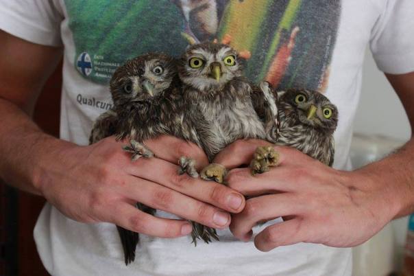 11694064_469733319865389_1943527339448852978_n