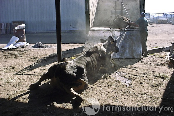 Every year, thousands of down cows, are dragged onto trucks and takens to USDA approved slaughterhouses. This cow, like most downed animals, came from an industrialized dairy operation. (Feel free to distribute freely for not-for-profit use, but please credit Farm Sanctuary. If you are media and are in need of a high-resolution version of this image, please contact us requesting the file “downerCA_300_1”.)