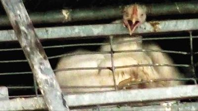 chicken-trapped-in-cage-at-soglowek