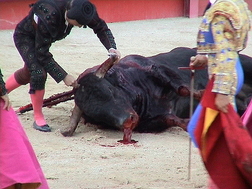 toro corrida