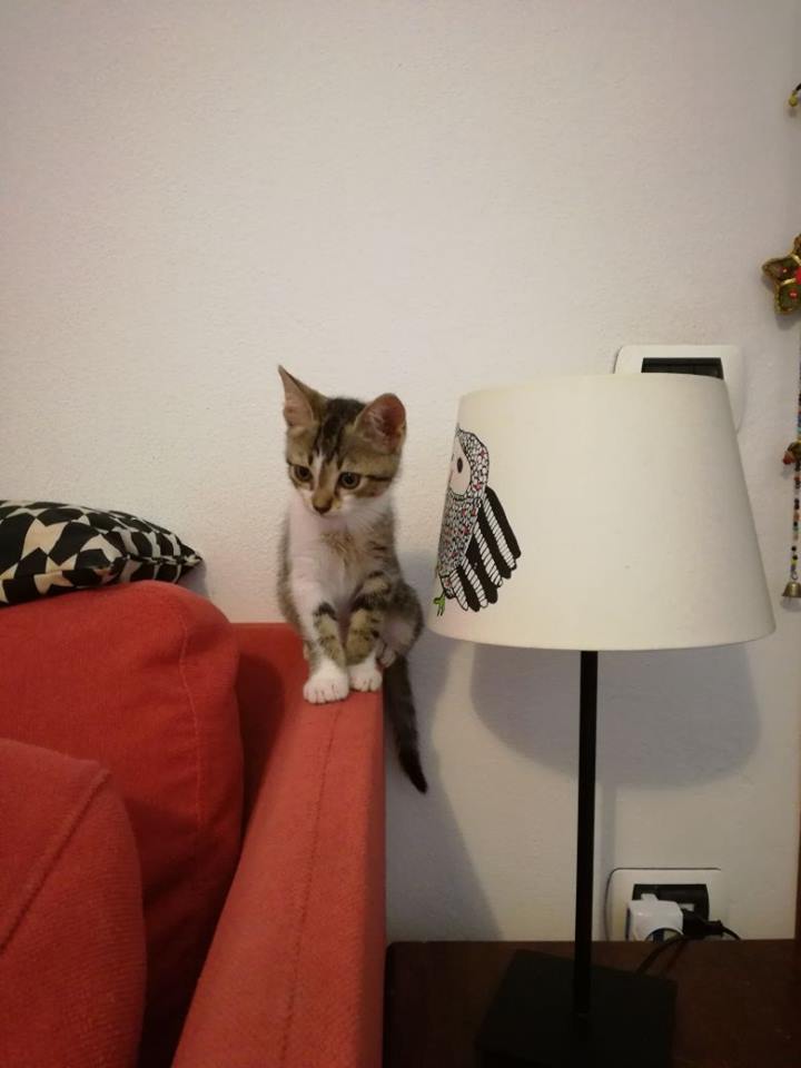 19848802_10213606482739505_856383226_n