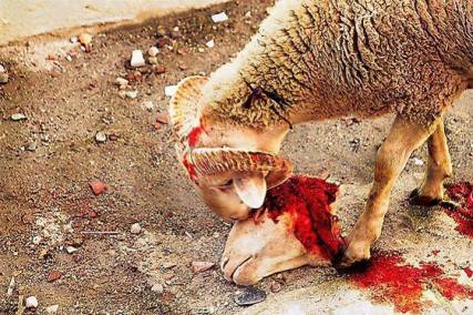 ANIMAL-CRUELTY-SHEEP.jpg