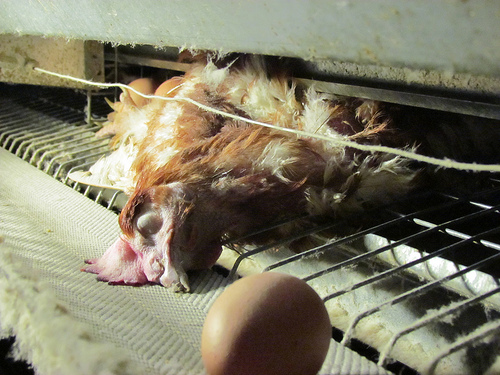 gallina morta vicino all uovo.jpg