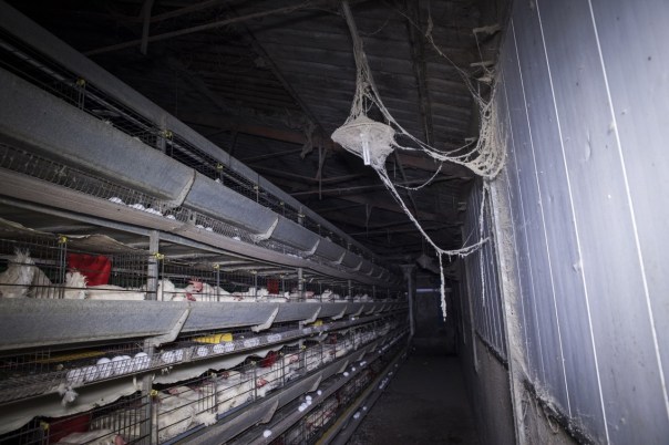 thumbnail_galline_ovaiole_in-gabbia_mn-12