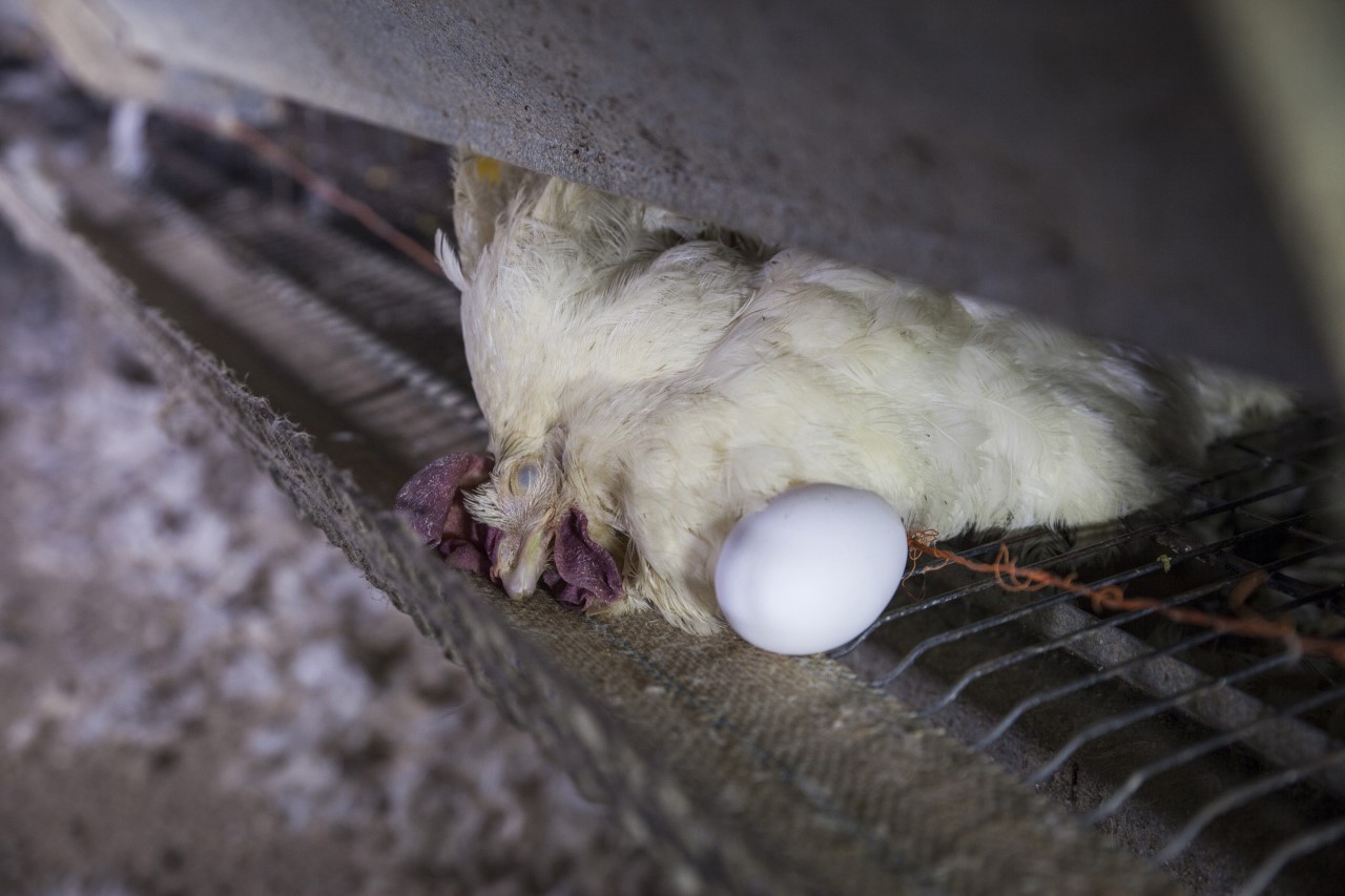 thumbnail_galline_ovaiole_in-gabbia_mn-2