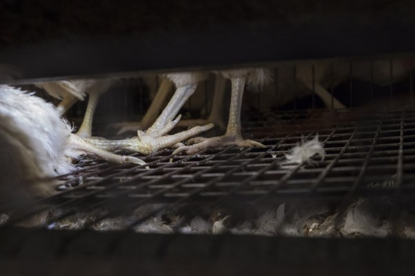 thumbnail_galline_ovaiole_in-gabbia_mn-5