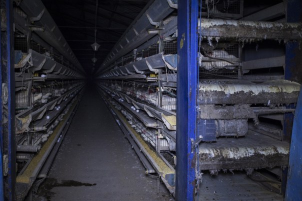 thumbnail_galline_ovaiole_in-gabbia_mn-8