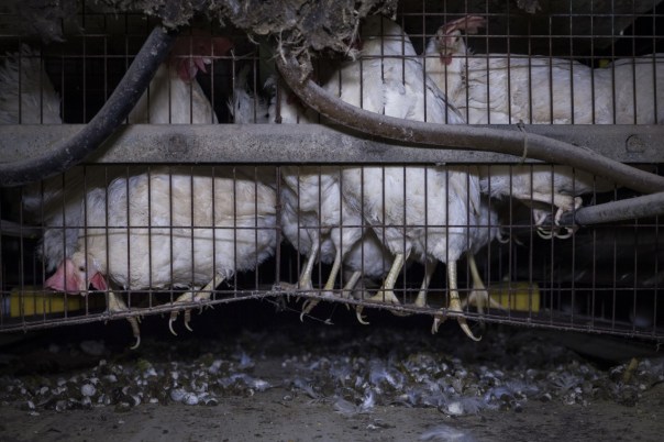 thumbnail_galline_ovaiole_in-gabbia_mn-9