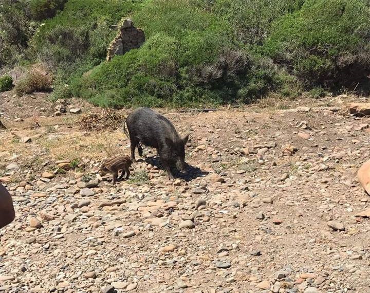 cinghiali 2.jpg