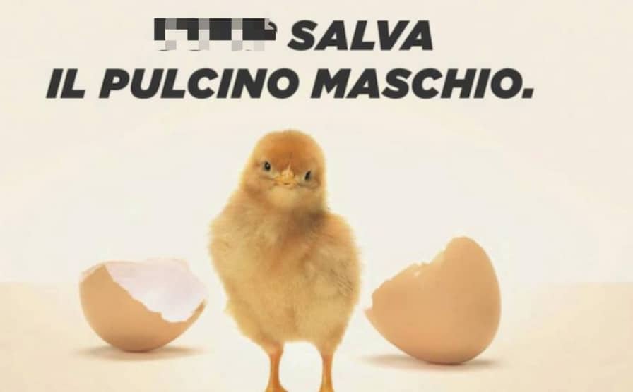 pulcino maschio 1