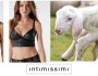 °°INTIMISSIMI: Stop Definitivo alla Vendita di Intimo in&nbsp;Pelle°°