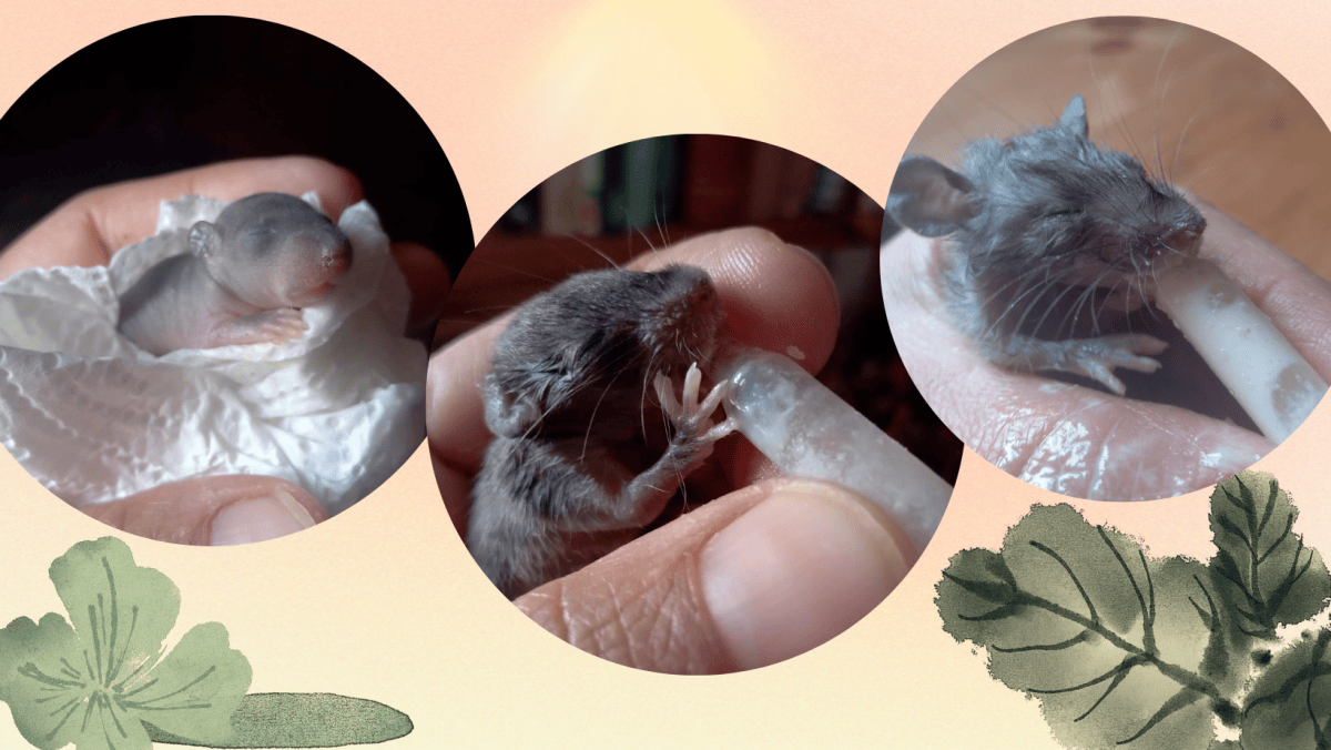 Trova un Cucciolo di Ratto e lo Allatta fino allo Svezzamento: la ...