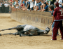 °°Protesta Email – NO ALLE CORSE DEI CAVALLI AL PALIO DI&nbsp;SIENA°°